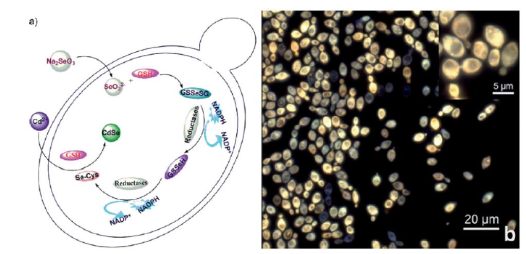 Living cell synthesis and quasi-biosynthesis of quantum dots